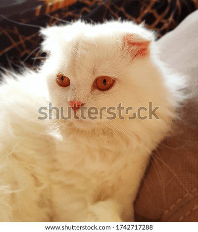 A close up of a white fluffy cat, on a black background, with bright brown, orange eyes looks to the left.