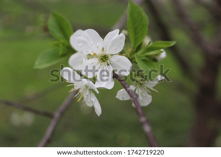 An up-close detailed photo of a vibrant lively beautiful spring flower in full bloom.