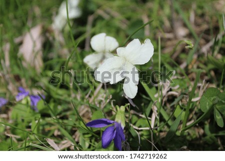 An up-close detailed photo of a vibrant lively beautiful spring flower in full bloom.