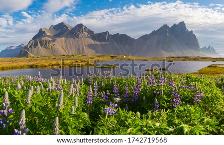 Beautiful sunny day on Stokksnes cape. Blooming lupine flowers. Vestrahorn (Batman) mountain on background. Southeastern Iceland, Europe. Visit Iceland. Beauty world.