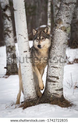Grey Wolf (Canis lupus) Stands Between Birch Trees Paw Raised Winter - captive animal