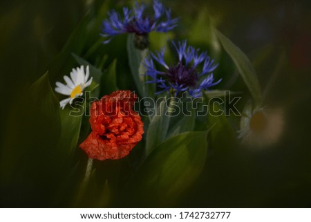 Delicate wildflowers - red poppy, chamomile and cornflower in green leaves in the morning in the fog