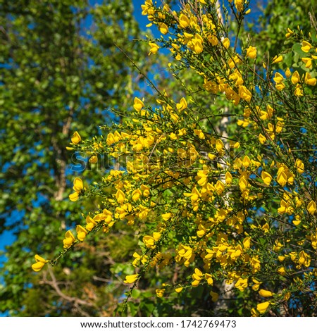 Yellow Golden Color Scotch Broom Flowering on Cape Cod