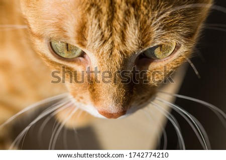 Cute orange ginger tabby cat on a sunny day