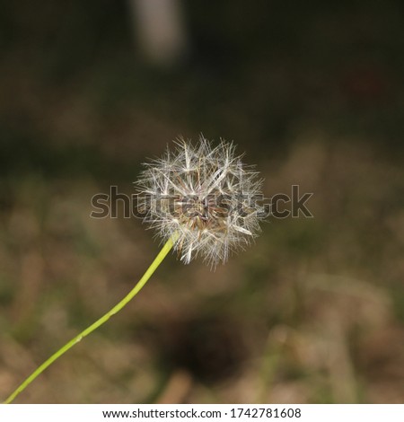 The fluffy white seed head of a common dandelion (Taraxacum officinale) in Brisbane, Australia. 
