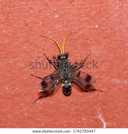 A close-up photograph of a Spider Wasp also known as a Pompilid Wasp dragging a legless spider up a brick wall to its burrow.