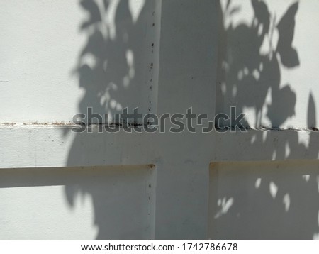 Shadow of tree isolated on cement wall background closeup.