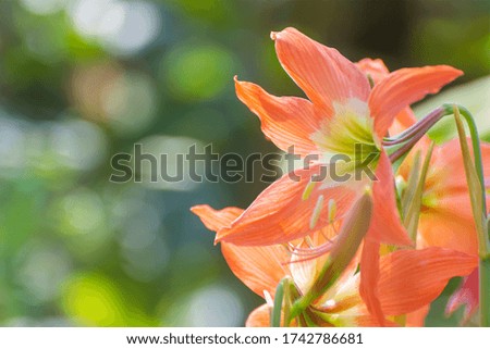 Orange flowers dissolve the background with bright, colorful green bokeh as abstract patterns.