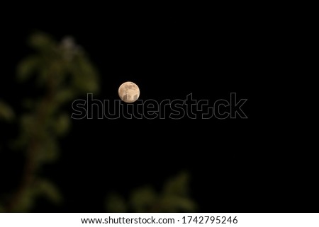 Moon with green leaves on tree branches 