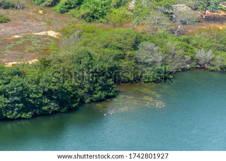Mangrove vegetation with coastal birds in the Cabrero lagoon near of the walled city 