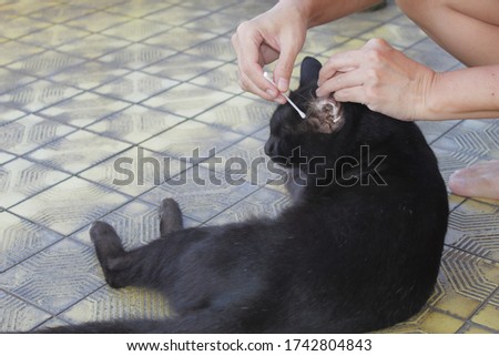 The cat's ear is being cleaning by the owner