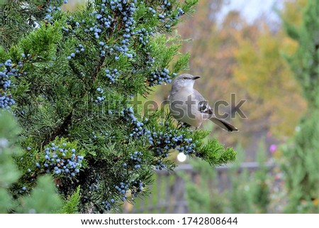 Northern mockingbird perched on a juniper bush full of plump juniper berries