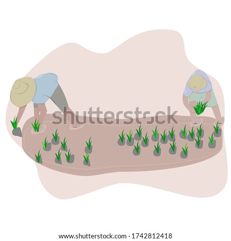 Vector illustration, farmer, rice planting concept