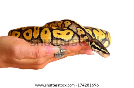 Close up of a young ball python (Python Regius) pet snake held by a pair of young female hands. Isolated on white background, selective focus on the snake's eyes.
