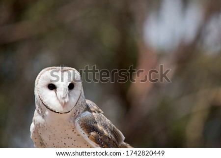  the barn owl has a white face with a pink beak, it has a white chest with brown dots