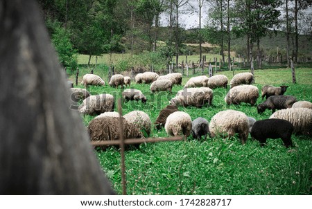 sheep grazing in the field