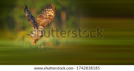 Brown Wood-owl foraging in the forest