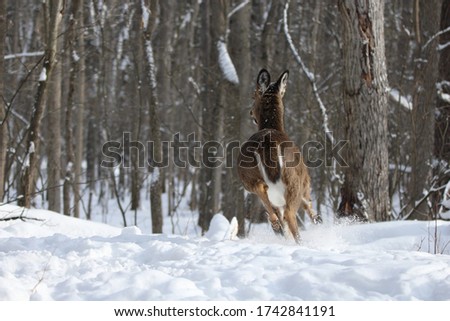 White-tailed deer running in snow
