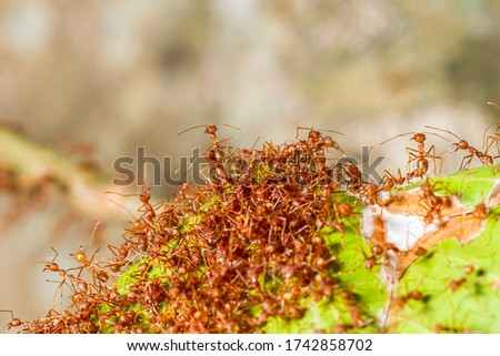 Close up red ants teamwork rescue of larvae in nest, Giant red ants protect ant eggs and ant pupae on nest made from green leaf