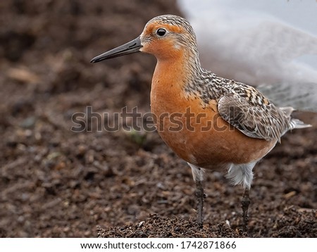  A Red Knot Feeding along the Delaware Bay Royalty-Free Stock Photo #1742871866