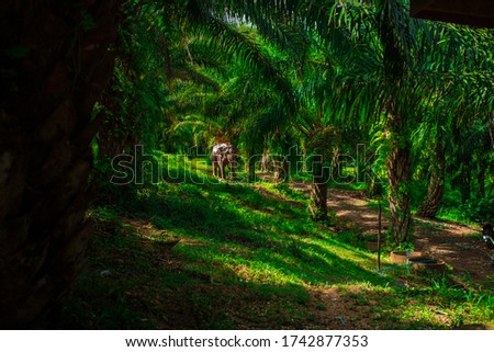 Elephant in the park among palm trees