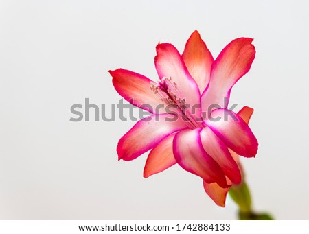 Zygocactus Flower photographed in studio Royalty-Free Stock Photo #1742884133