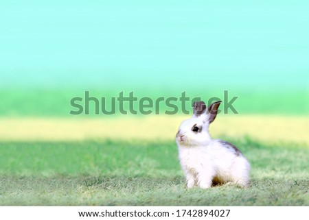 A child rabbit sitting in the grass.