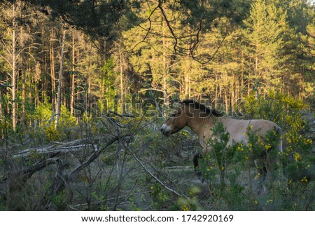 Wild horses in a forest near Erlangen