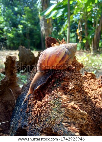 Snail (Bekicot, Achatina fulica, African giant snail, Archachatina marginata) with natural background. The Snail is on the wood.