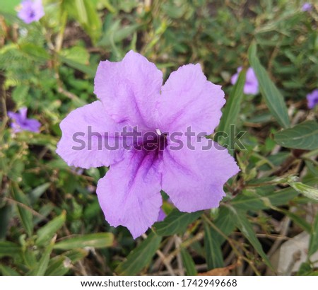 Purple flowers in the morning