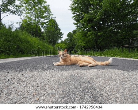 Ginger Cat on a Street