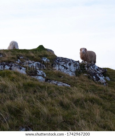 Wandering Sheep at Faroe Island 