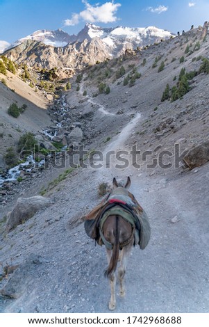 The domestic donkey on the duty of carrying cargo on saddle in fann mountains in Tajikistan