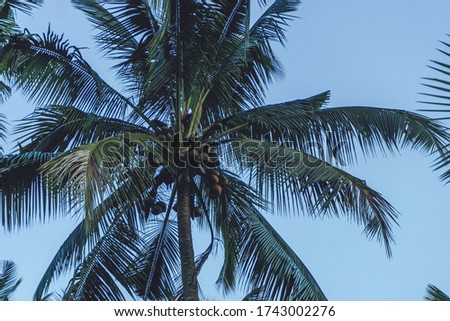 Photo of tall green palm trees against a blue sky with a long wooden trunk