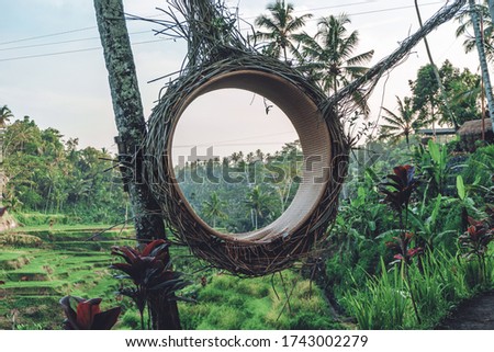 Photo of a large bird's nest in a rice field in Bali