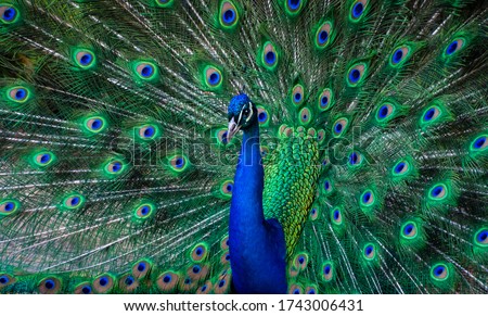 Peacock Dance Display - Peacock Showing Feathers Royalty-Free Stock Photo #1743006431