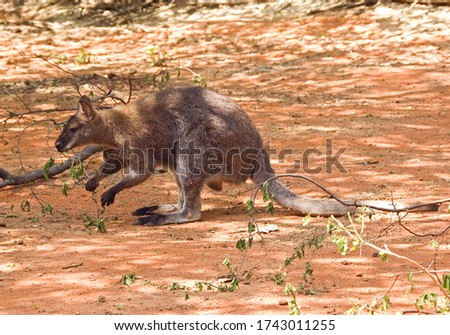 Red-necked Wallaby - Macropus rufogriseus, popular mammal from Australian bushes and savannas.