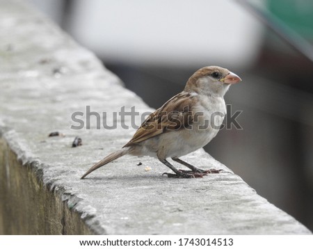 The house sparrow is a bird of the sparrow family Passeridae, found in most parts of the world. It is a small bird that has a typical length of 16 cm and a mass of 24–39.5 g. Females and young birds a