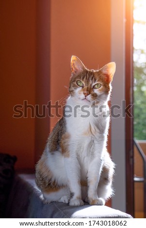 Old European three colour cat with big green eyes sitting on the sofa near the balcony