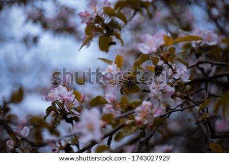 Pink Apple blossoms in bloom