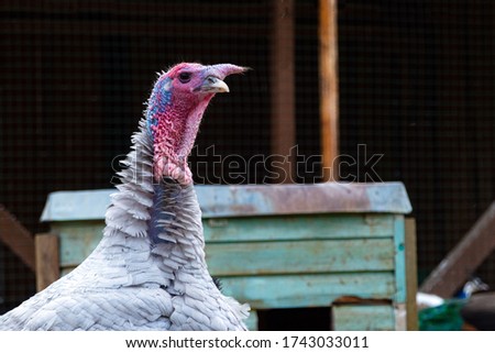 Close up of Turkey at the bird farm. Turquoise mating at aviary.