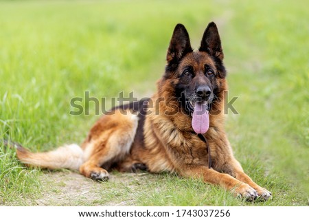 close-up of a German shepherd with intelligent eyes and protruding tongue. Dog is a friend of man Royalty-Free Stock Photo #1743037256