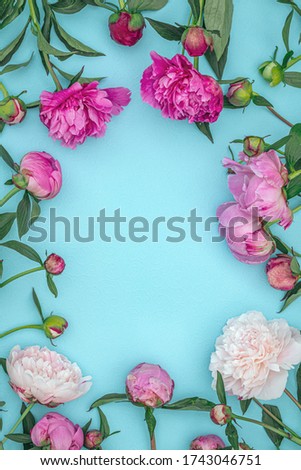 Pale pink Peony flowers and green leaves on blue paper background, close up macro. Spring summer frame card