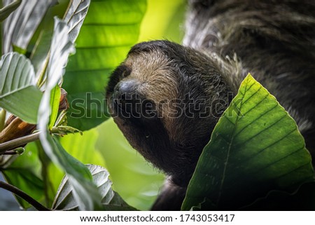 Three toed sloth in tree costa rica