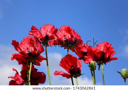 Bright red big poppies bloom against a blue sky and blow in the wind