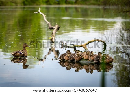 Duck family at the pond. A duck and a group of ducklings at driftwood in a pond. Ducklings and mom duck resting on a snag.