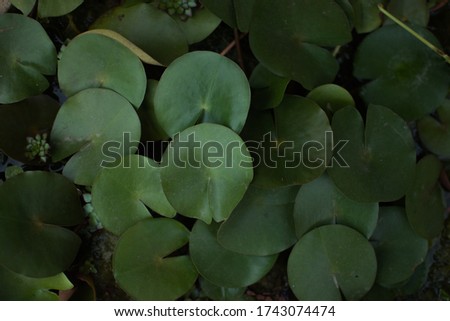 Full frame image of green water lily pads.