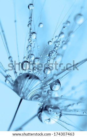 Abstract macro photo of plant seeds with water drops.