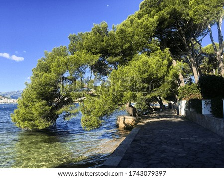 Tree lined pathway along the sea, tree naturally folding into the sea