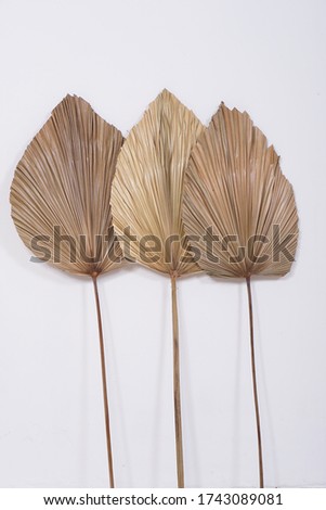Dry palm leaf. Studio photo decoration. Photoshoot decoration.